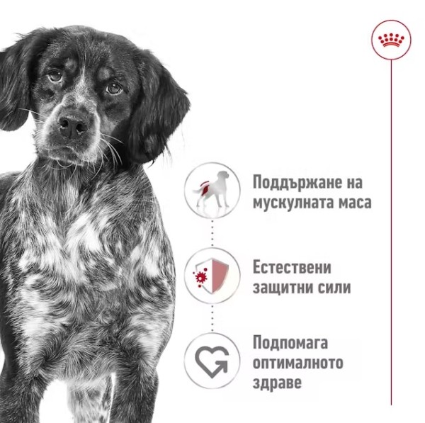 Royal Canin Medium Adult - Паучове за кучета от средни породи над 1г